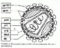 Schma basique du rtrovirus nomm VIH.